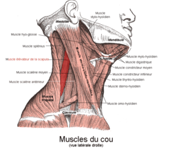 250px-Muscle_élévateur_de_la_scapula